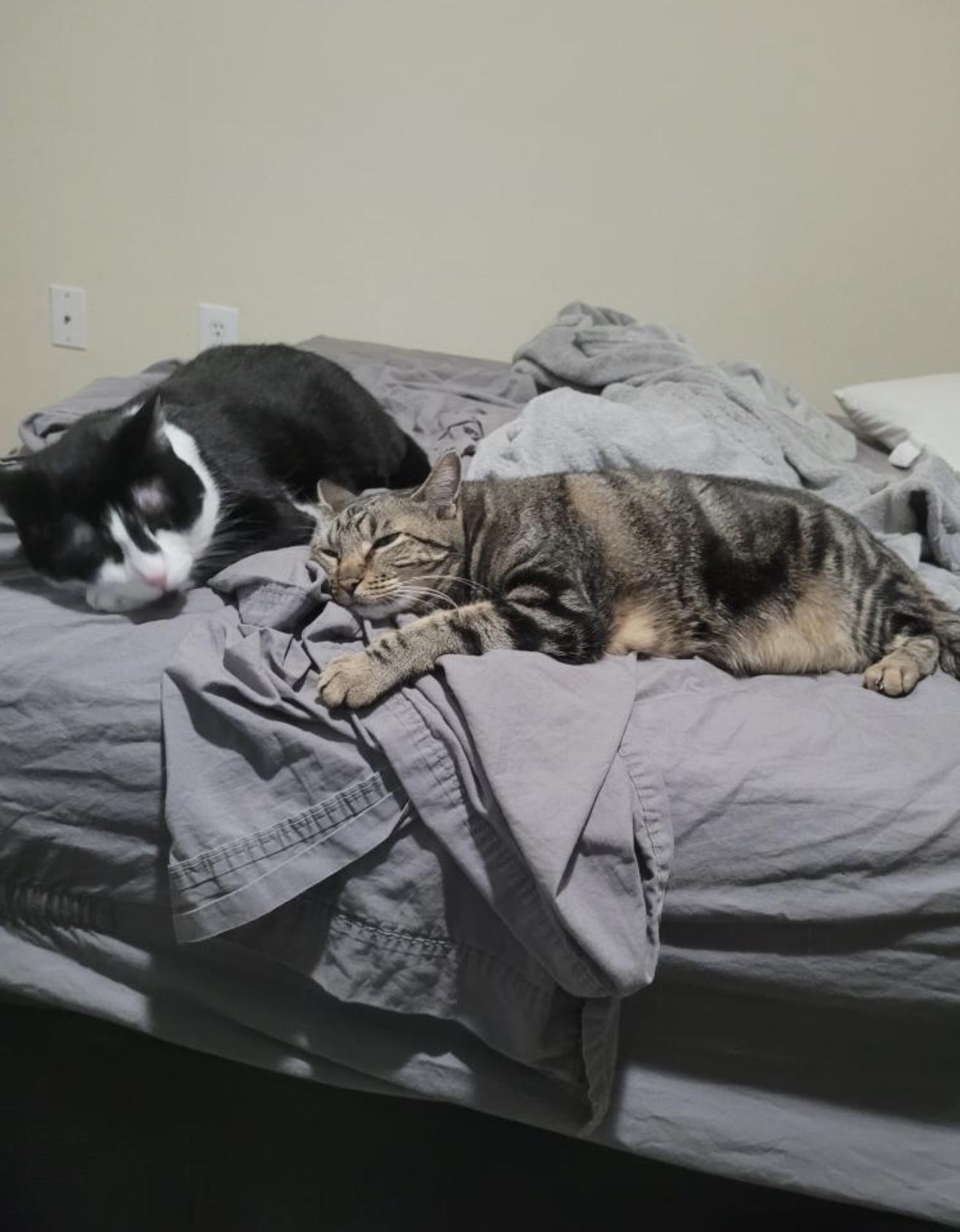 Enlarge Miki, a Adoptable Domestic Short Hair in Webster, TX image 4/4