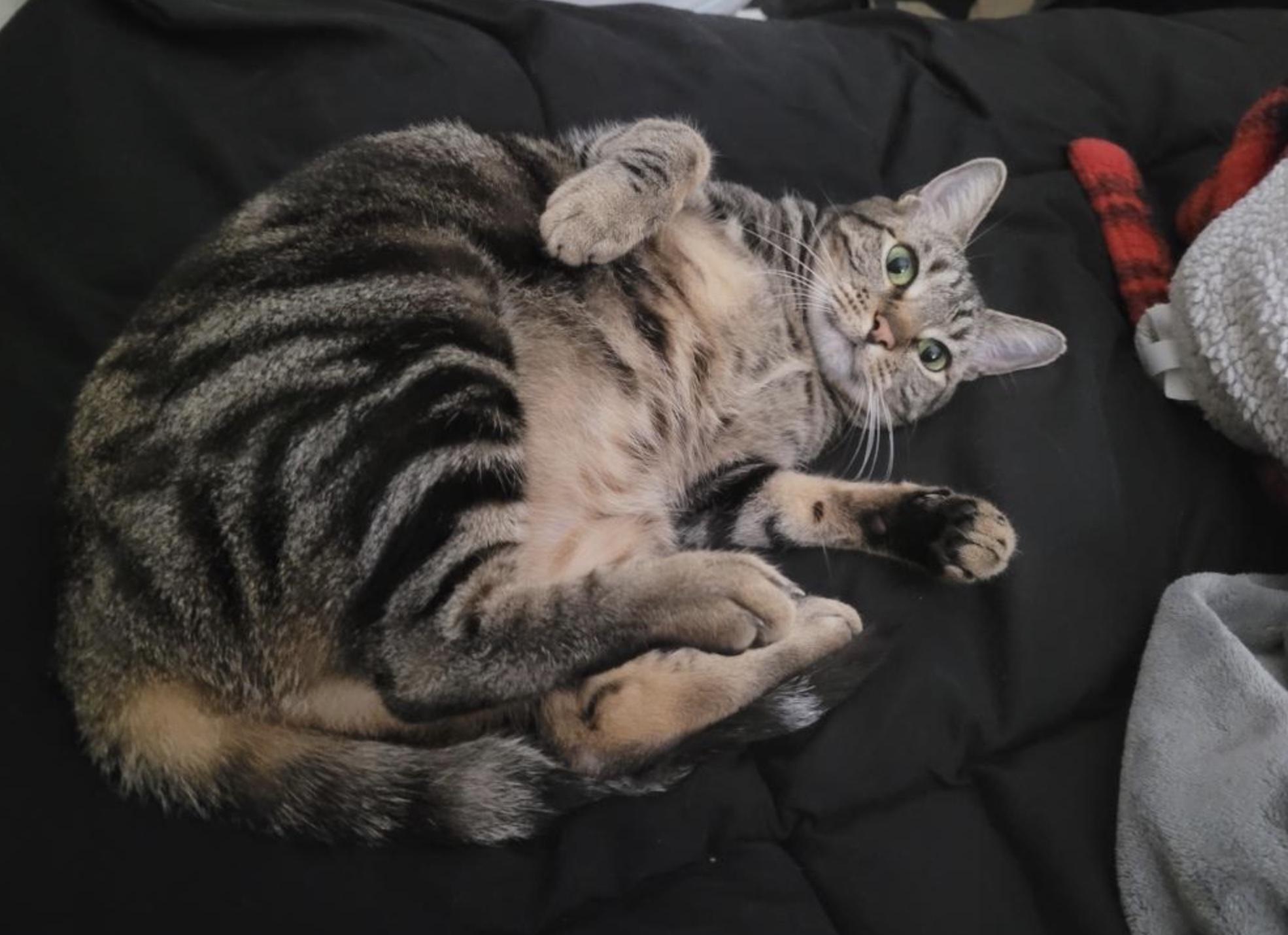 Miki, Adoptable, Adult Female Domestic Short Hair.