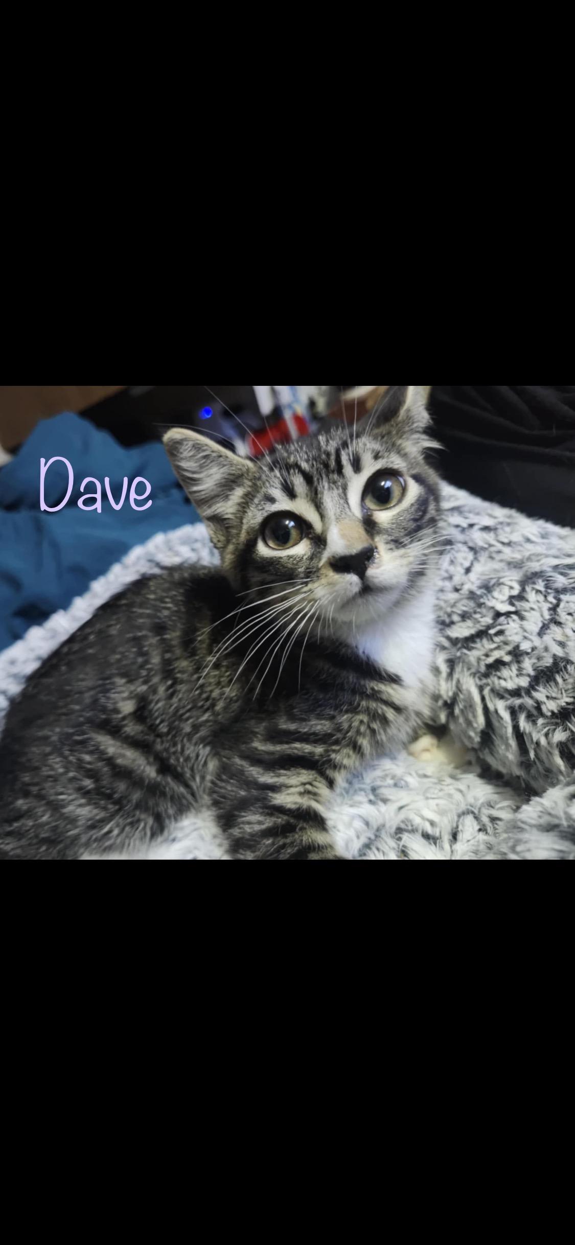 Enlarge Dave, a Adoptable Domestic Short Hair in Dixon, CA image 1/1