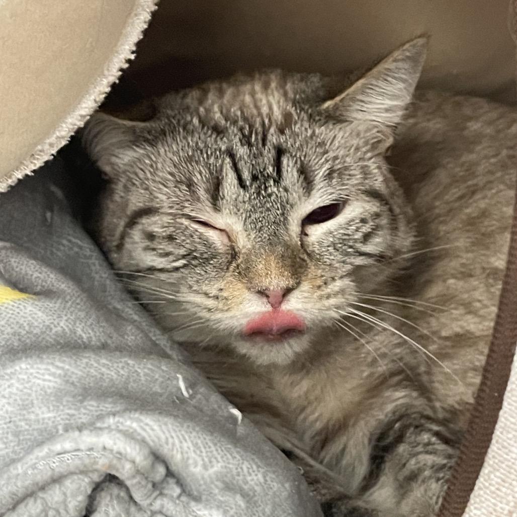 Enlarge Fig, a Adoptable Siamese in Port Charlotte, FL image 1/5