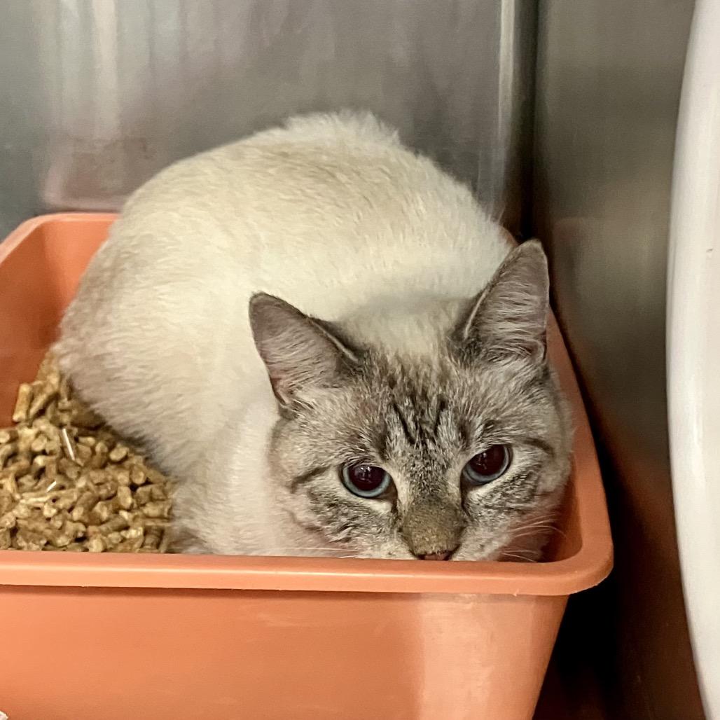 Enlarge Fig, a Adoptable Siamese in Port Charlotte, FL image 2/5