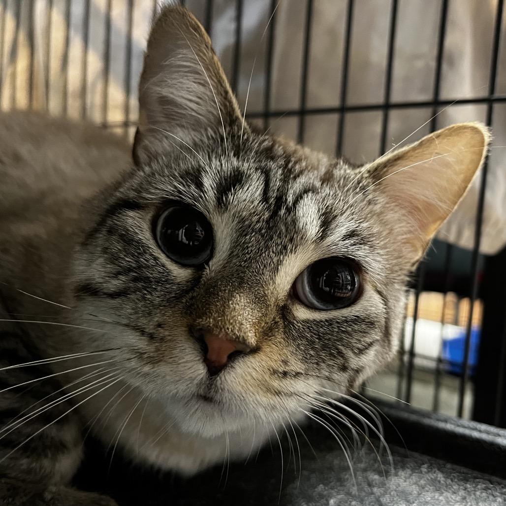 Enlarge Fig, a Adoptable Siamese in Port Charlotte, FL image 3/5