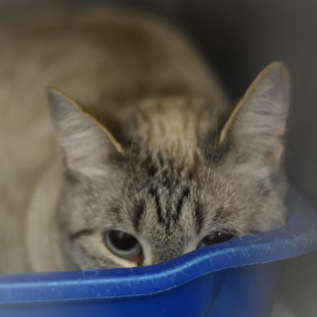 Enlarge Fig, a Adoptable Siamese in Port Charlotte, FL image 4/5