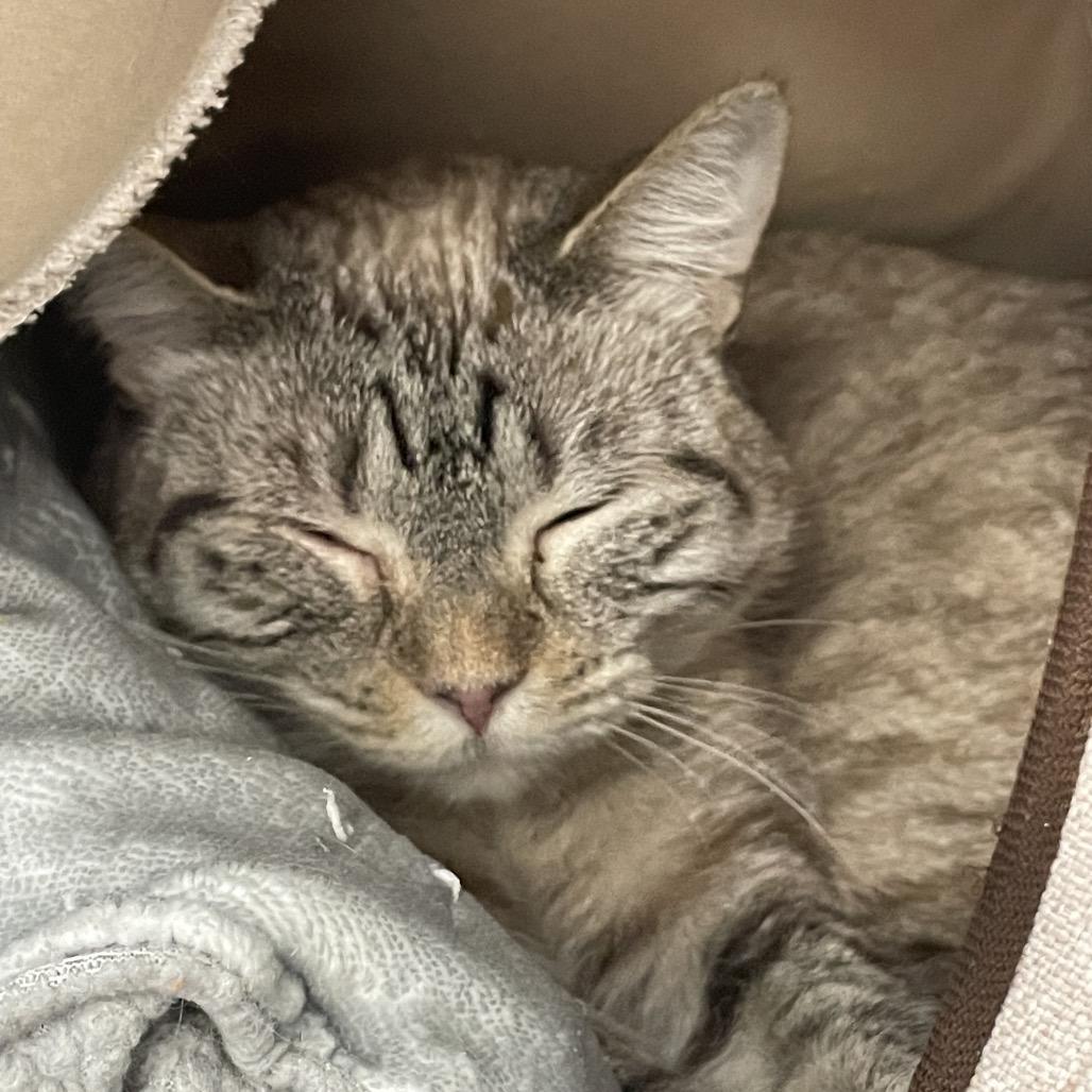 Enlarge Fig, a Adoptable Siamese in Port Charlotte, FL image 5/5