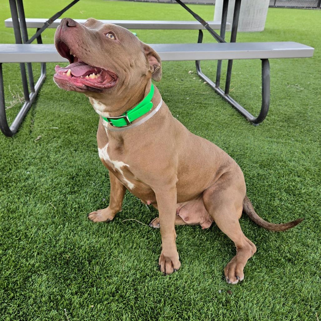 Gizmo, Adoptable, Adult Female Pit Bull Terrier.