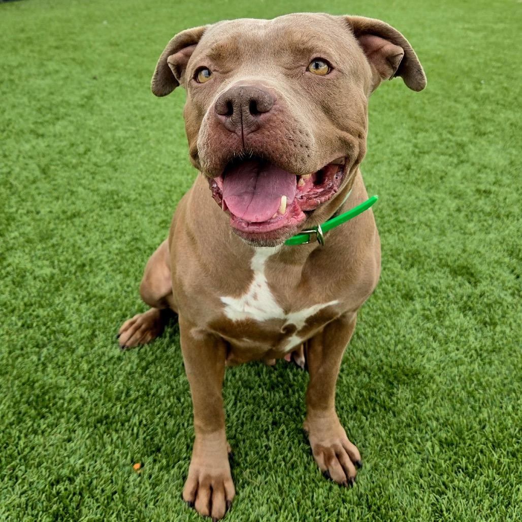 Enlarge Gizmo, a Adoptable Pit Bull Terrier in Idaho Falls, ID image 2/4
