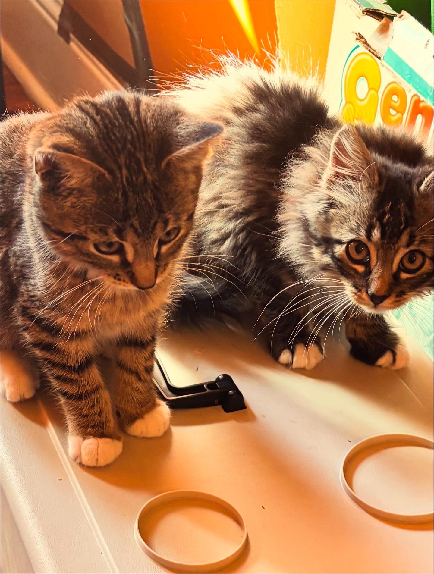 Cairo *MUST BE ADOPTED WITH CHILE OR BUDDY CAT*, a ADOPTABLE Domestic Short Hair in Toronto, ON image 1/5