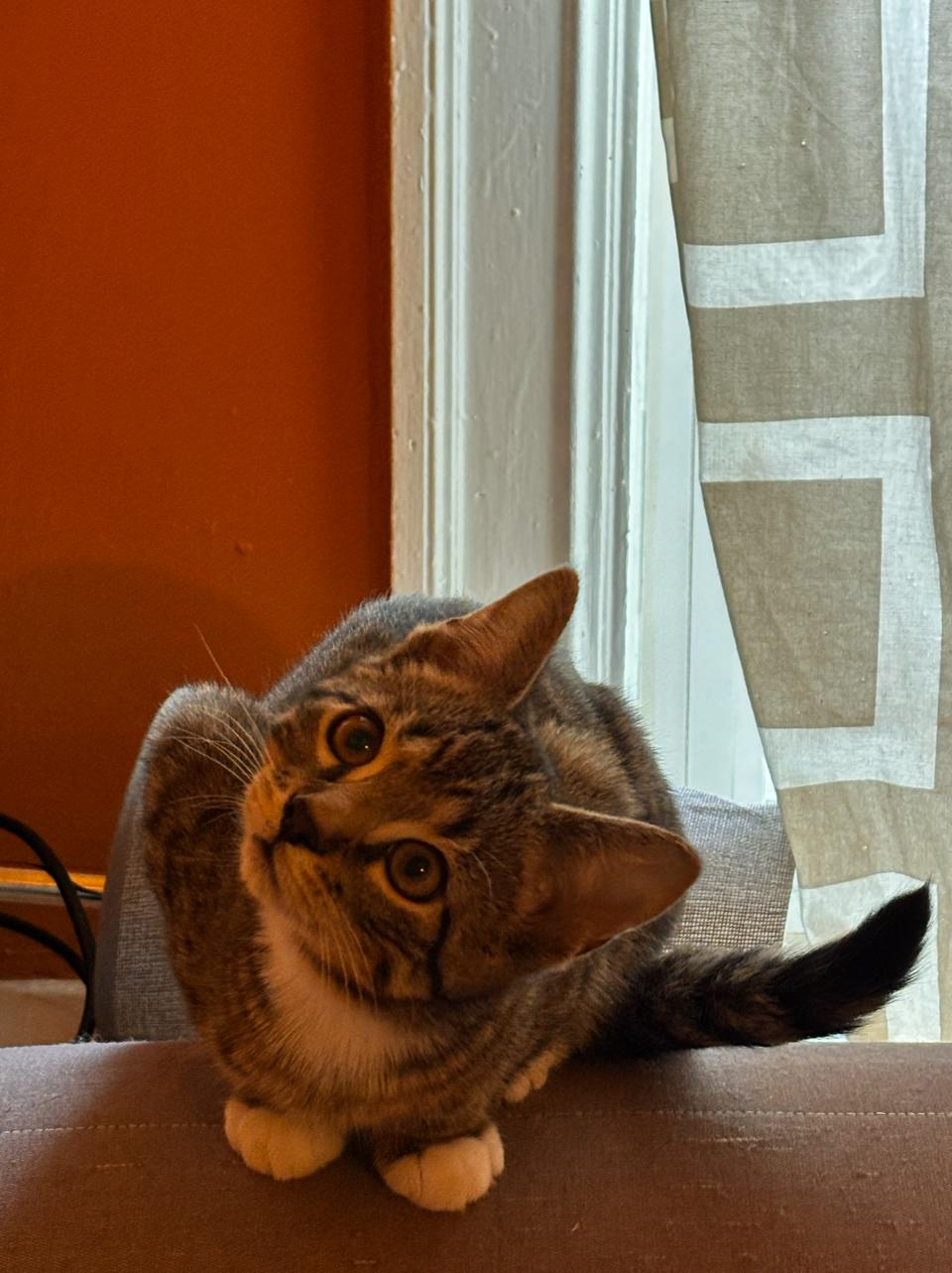 Cairo *MUST BE ADOPTED WITH CHILE OR BUDDY CAT*, a ADOPTABLE Domestic Short Hair in Toronto, ON image 2/5