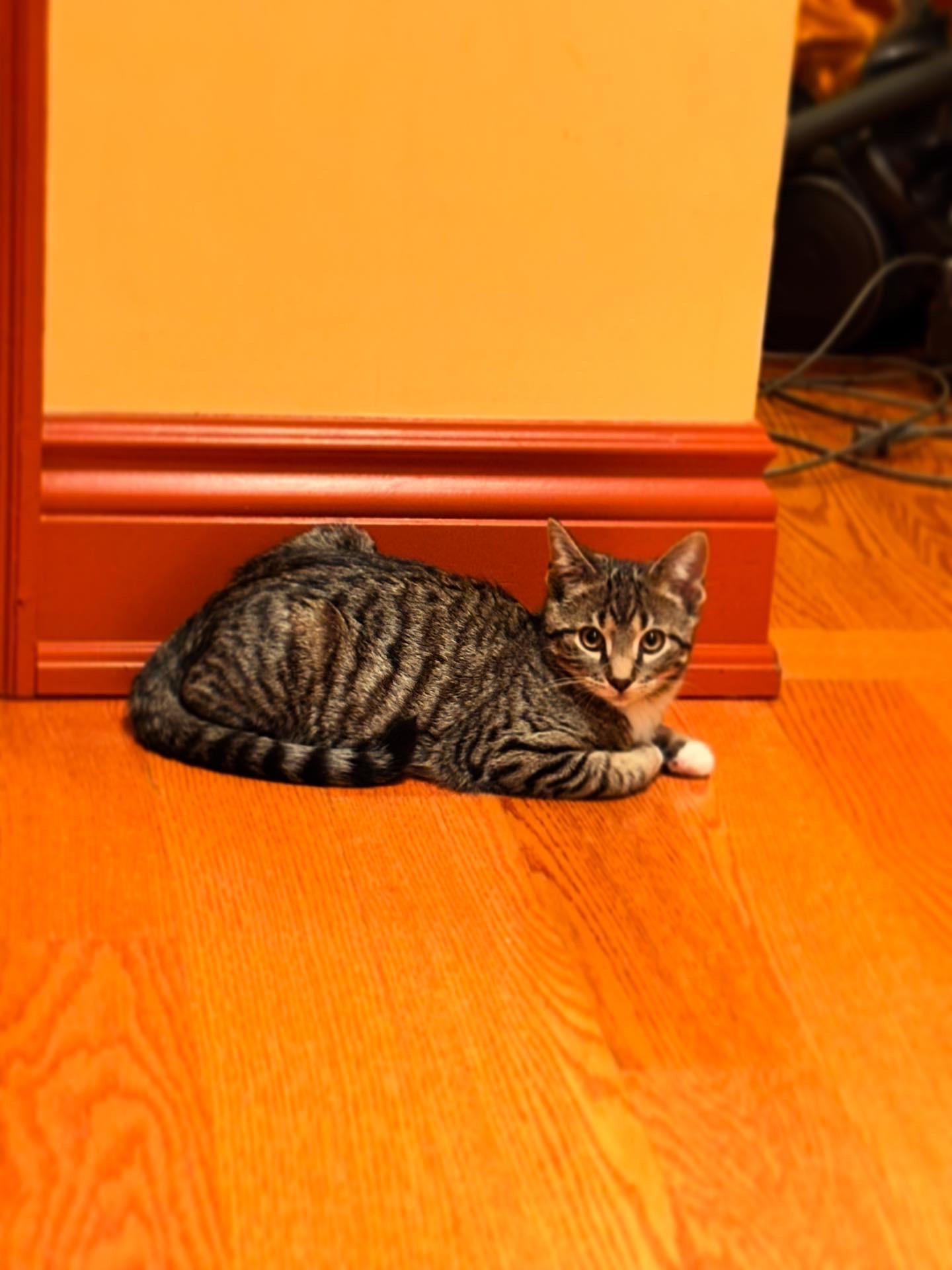 Cairo *MUST BE ADOPTED WITH CHILE OR BUDDY CAT*, a ADOPTABLE Domestic Short Hair in Toronto, ON image 3/5