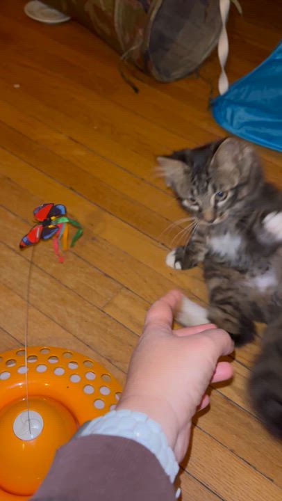 Enlarge Cairo *MUST BE ADOPTED WITH CHILE OR BUDDY CAT*, a ADOPTABLE Domestic Short Hair in Toronto, ON video 4/5