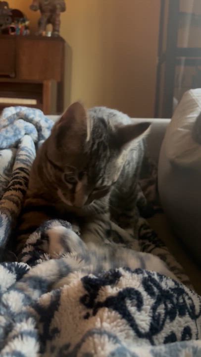 Enlarge Cairo *MUST BE ADOPTED WITH CHILE OR BUDDY CAT*, a ADOPTABLE Domestic Short Hair in Toronto, ON video 5/5