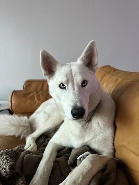 Soda, a ADOPTABLE mixed breed in Lake Forest, CA image 3/5