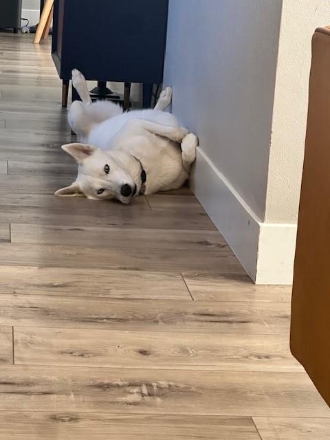 Soda, a ADOPTABLE mixed breed in Lake Forest, CA image 5/5