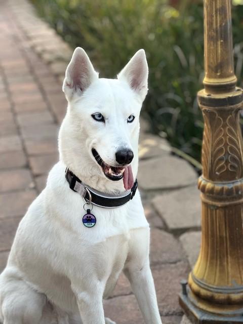 Soda, a ADOPTABLE mixed breed in Lake Forest, CA image 2/5