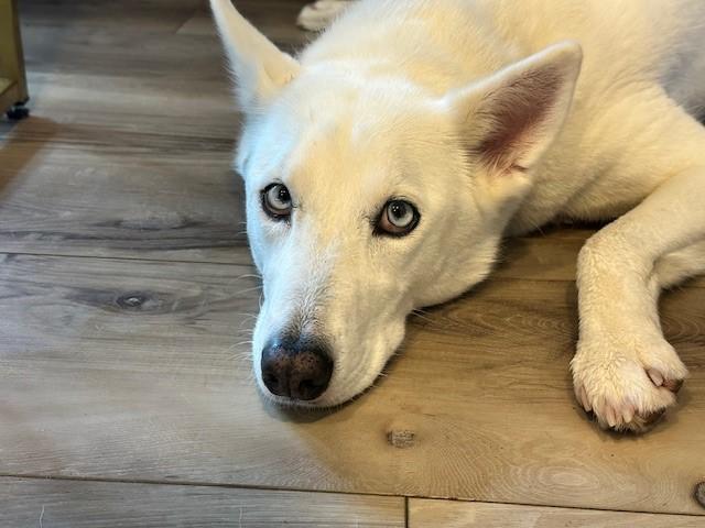 Soda, ADOPTABLE, Young Female Siberian Husky & White German Shepherd.