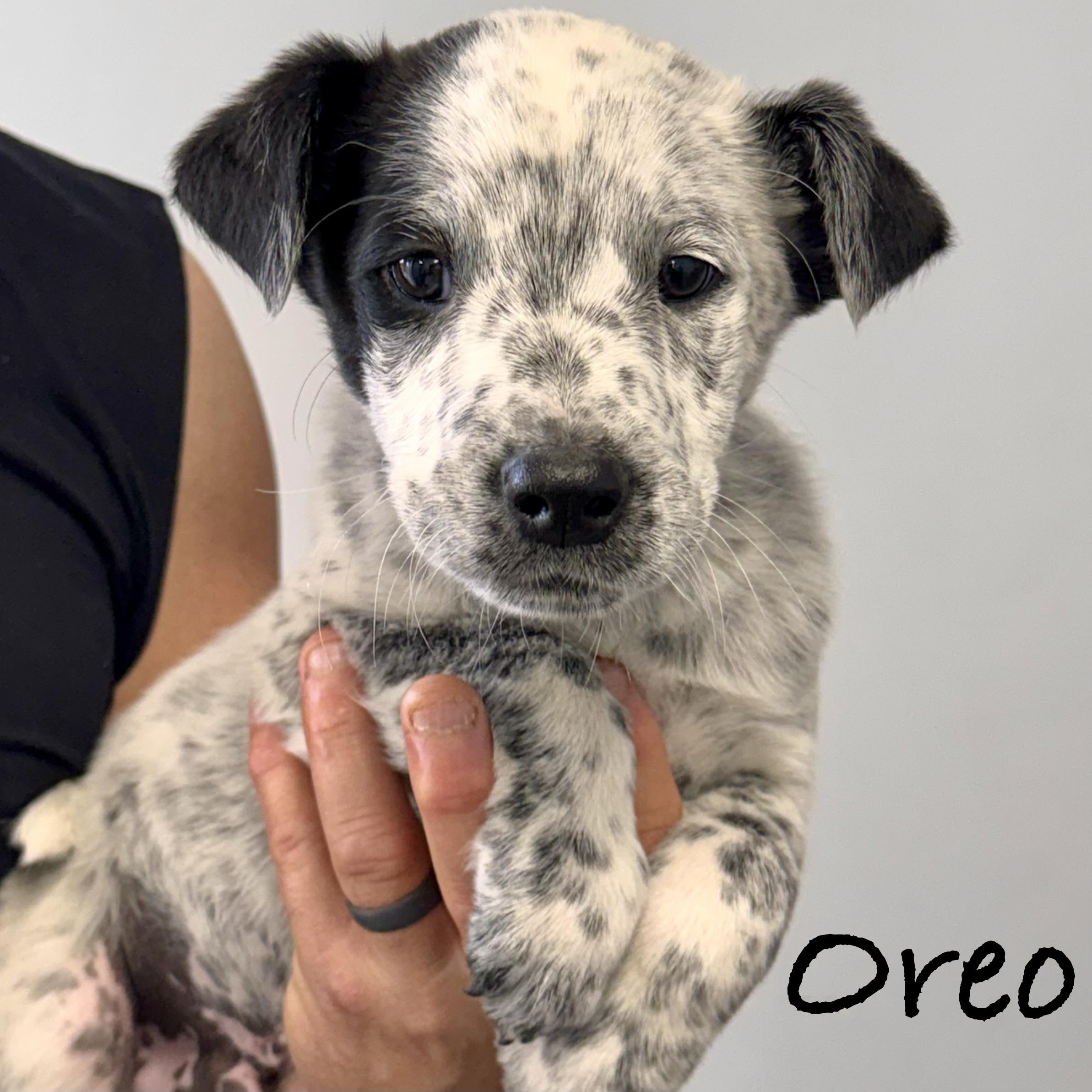 Enlarge *OREO, an adopted mixed breed in Wilmington, OH image 2/4