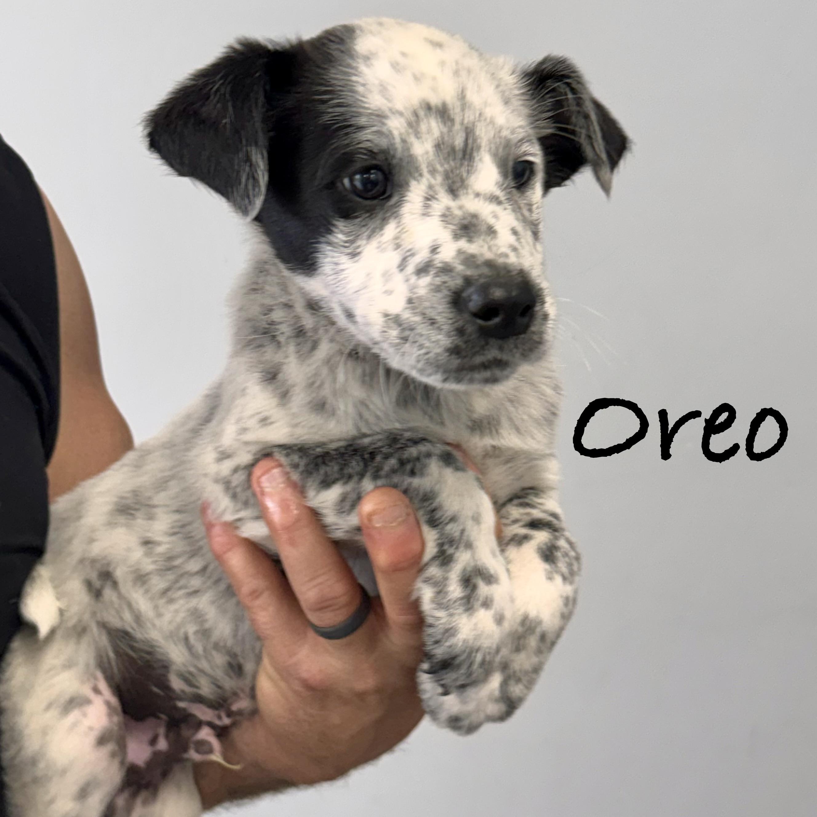 *OREO, adopted, Puppy Male Labrador Retriever & Australian Cattle Dog / Blue Heeler.