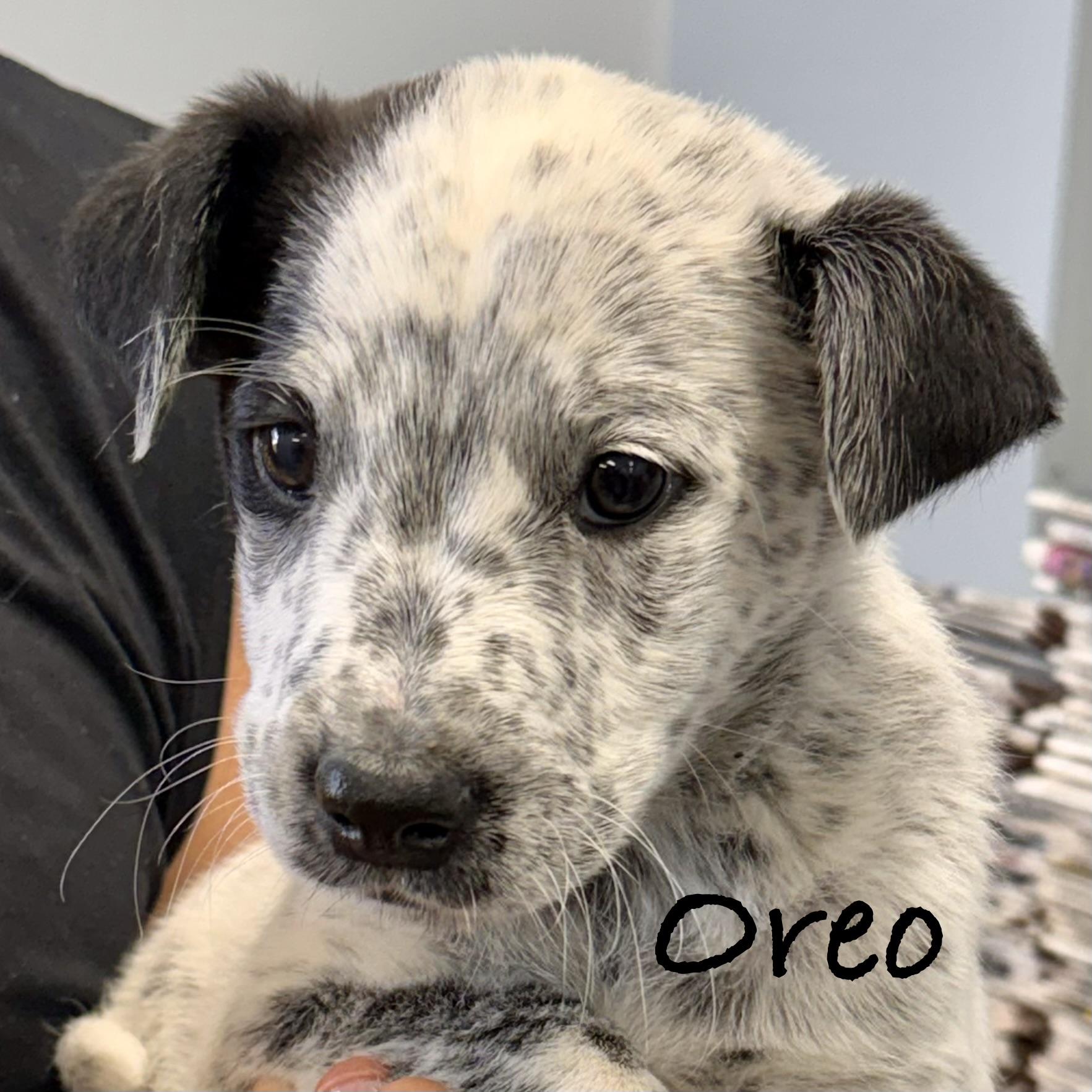 Enlarge *OREO, an adopted mixed breed in Wilmington, OH image 3/4