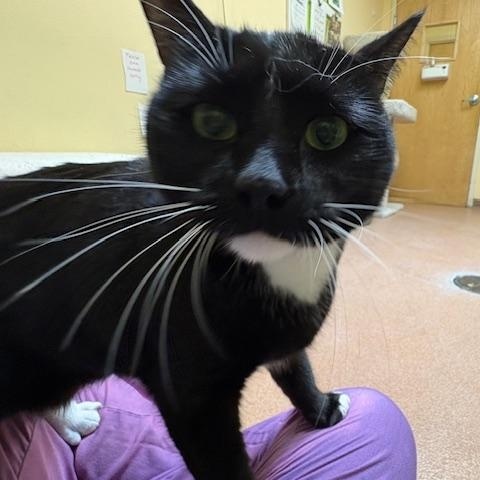 Enlarge Thistle (with Vervain) , an adopted Domestic Short Hair in Norwalk, CT image 2/3