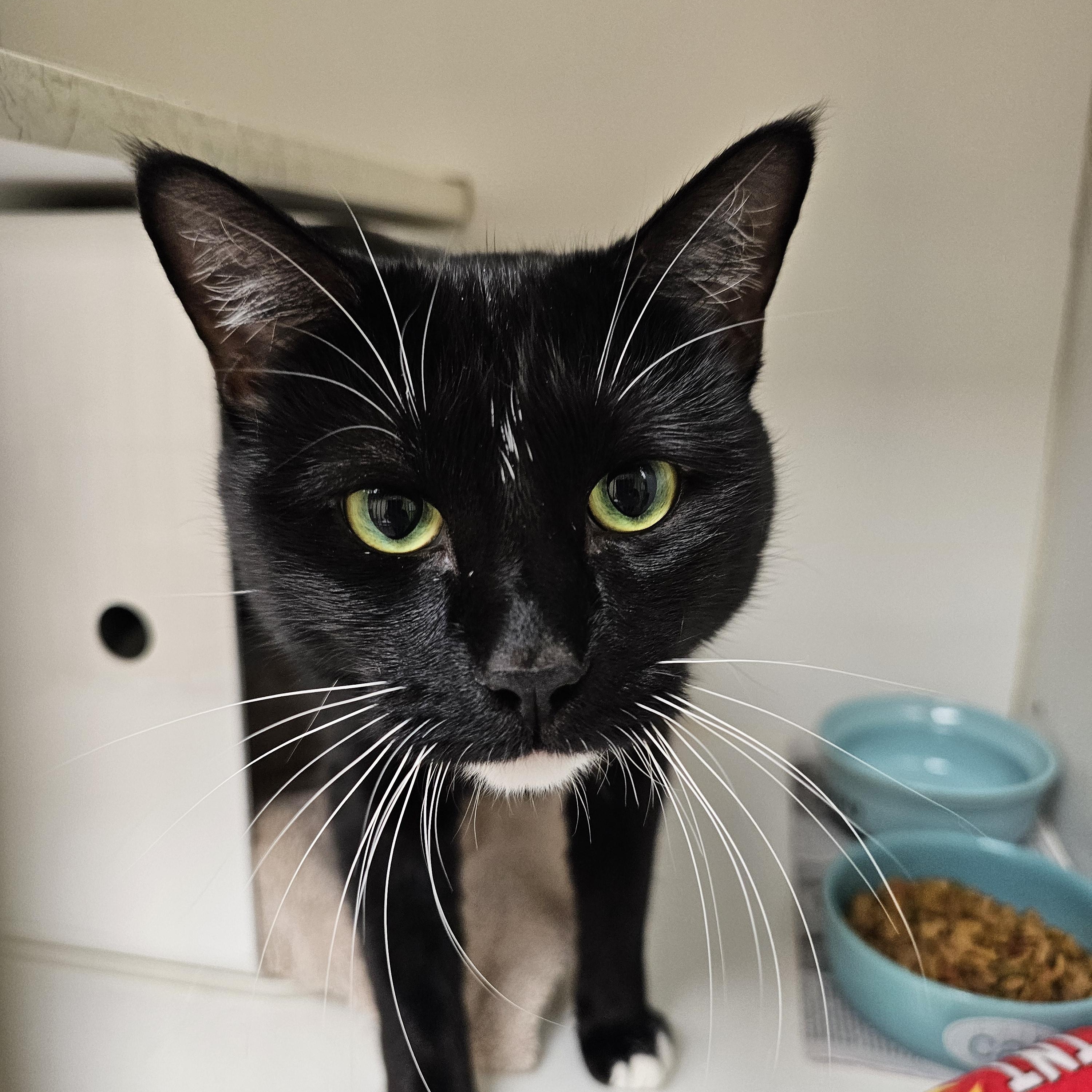 Enlarge Thistle (with Vervain) , an adopted Domestic Short Hair in Norwalk, CT image 3/3