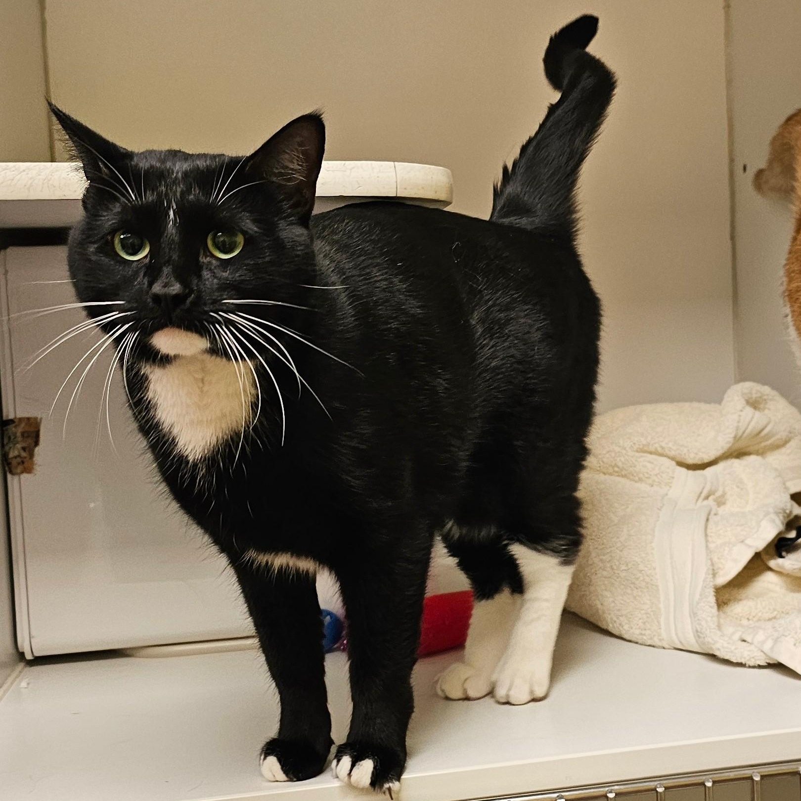 Thistle (with Vervain) , adopted, Adult Female Domestic Short Hair.