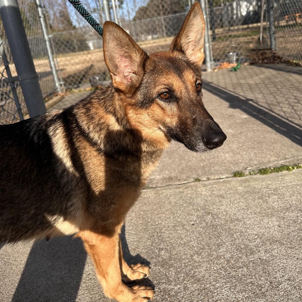 Daphne, Adoptable, Adult Female German Shepherd Dog.