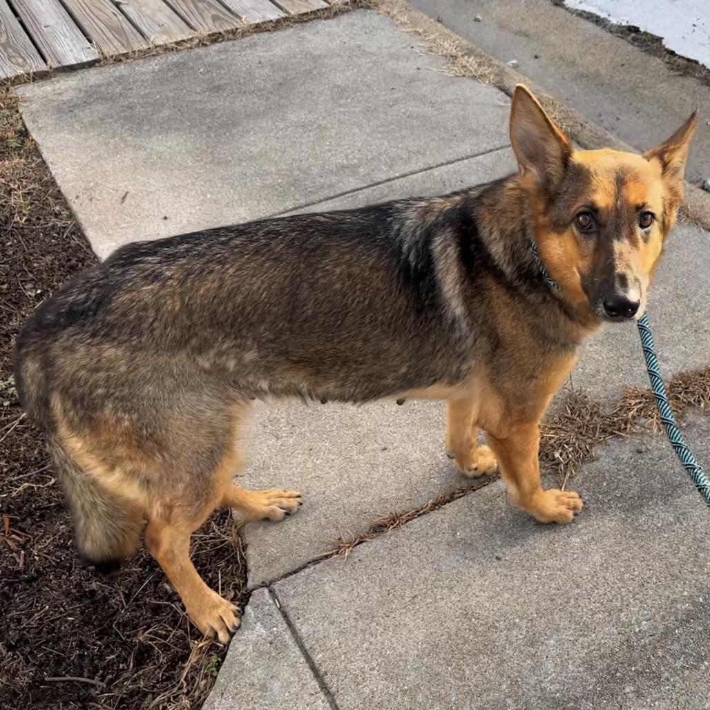 Enlarge Daphne, a Adoptable German Shepherd Dog in Chesapeake, VA image 2/3