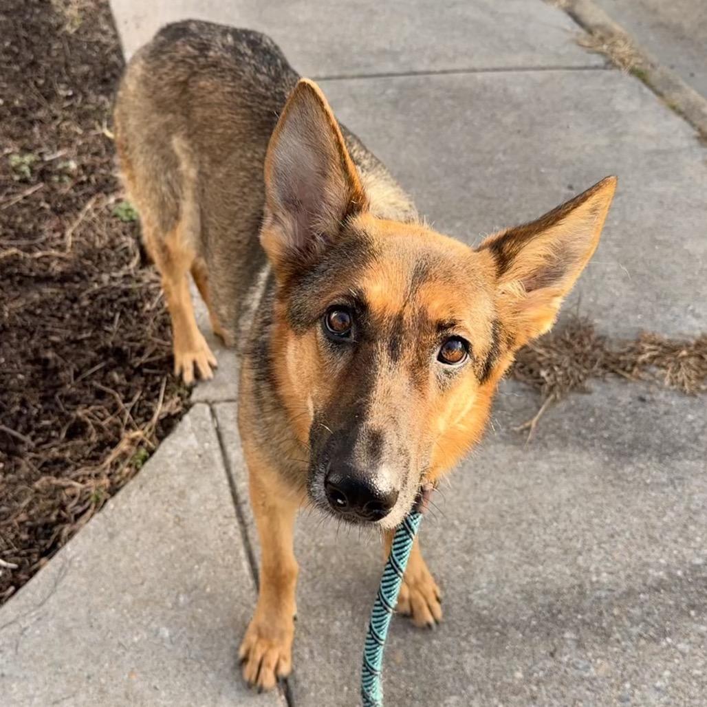 Enlarge Daphne, a Adoptable German Shepherd Dog in Chesapeake, VA image 3/3