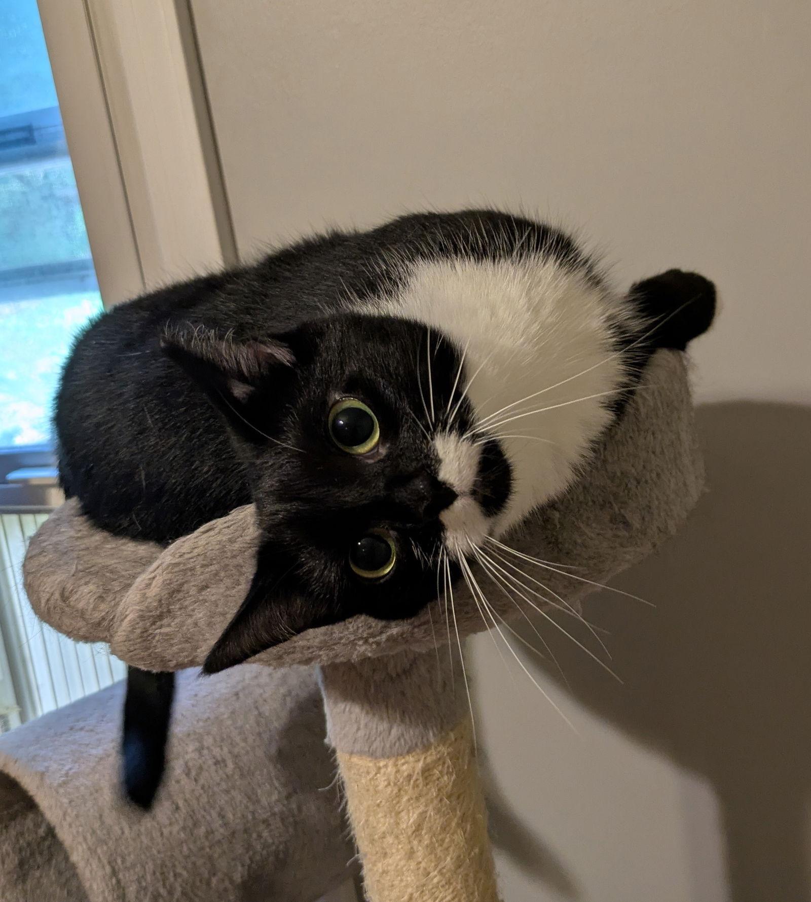 Enlarge Biscotti, a Adopted Domestic Short Hair in Stewartsville, NJ image 2/3