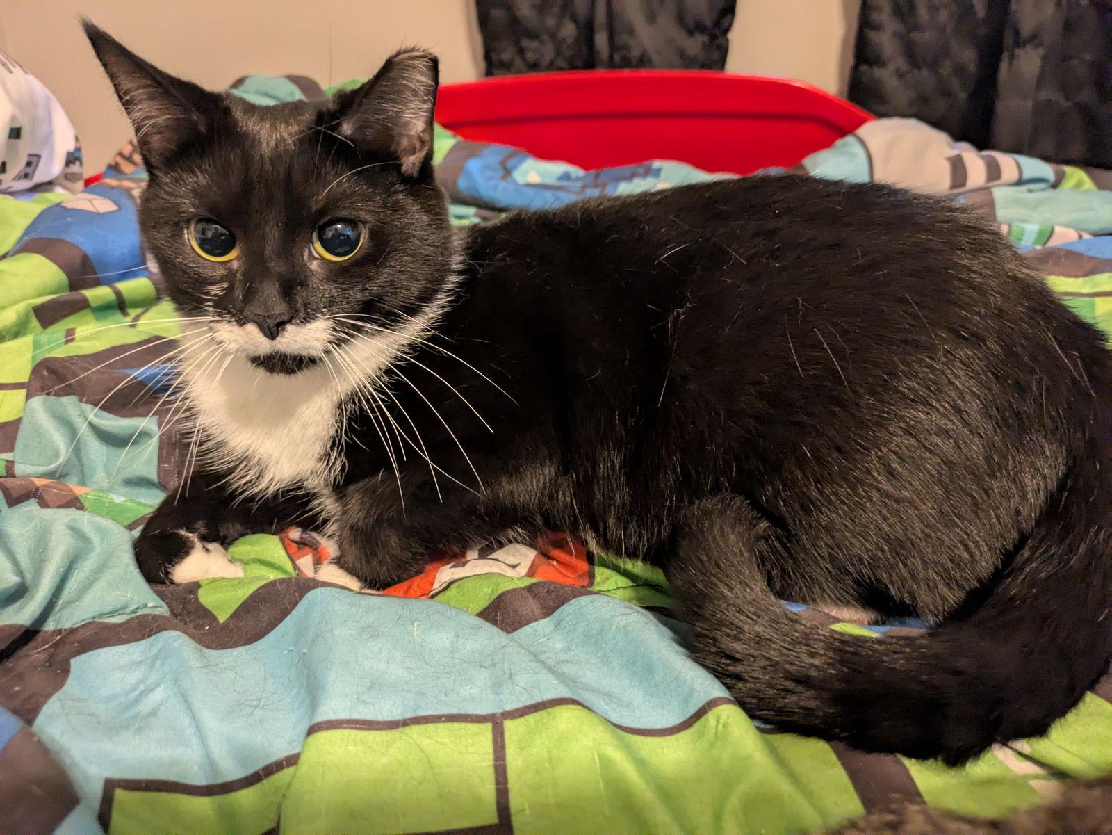 Enlarge Biscotti, a Adopted Domestic Short Hair in Stewartsville, NJ image 3/3