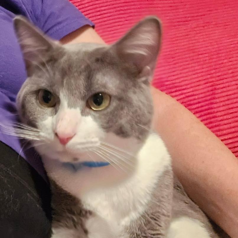 Junior, ADOPTABLE, Adult Male Domestic Short Hair.