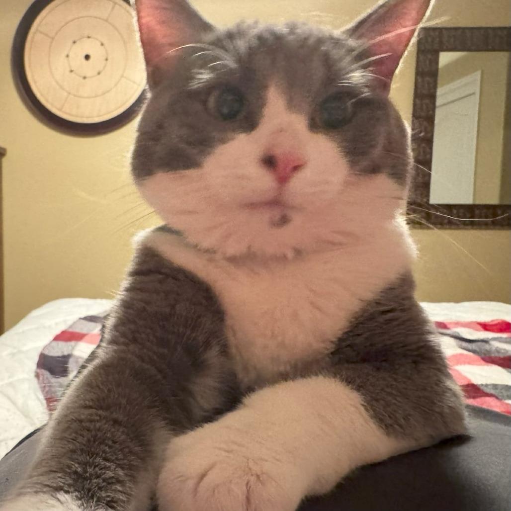 Junior, a ADOPTABLE Domestic Short Hair in Las Vegas, NV image 2/2