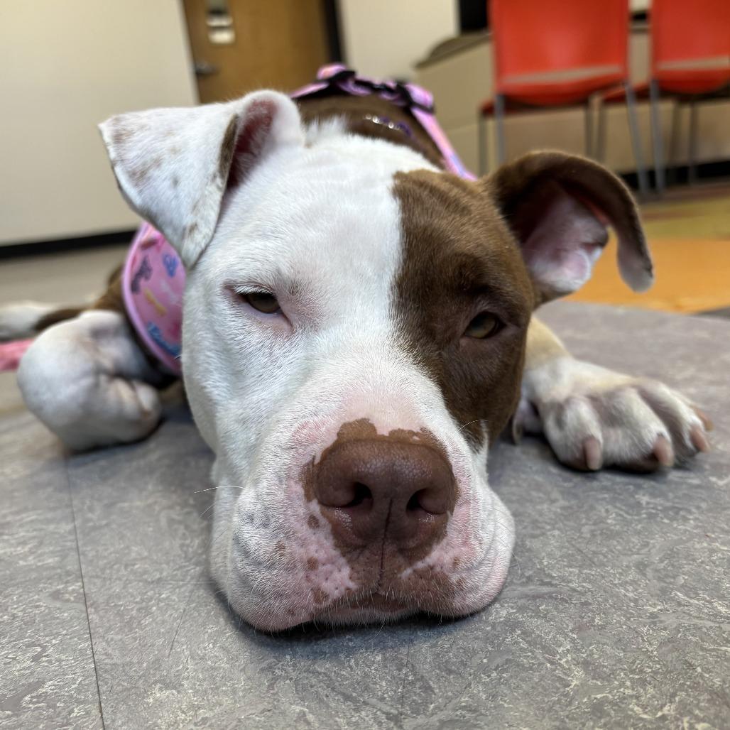 Yams, Adoptable, Adult Female Mixed Breed.