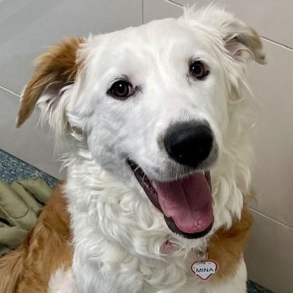 Mina, an adopted Great Pyrenees in Santa Cruz, CA image 2/2
