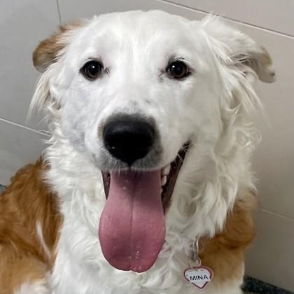 Mina, adopted, Young Female Great Pyrenees.