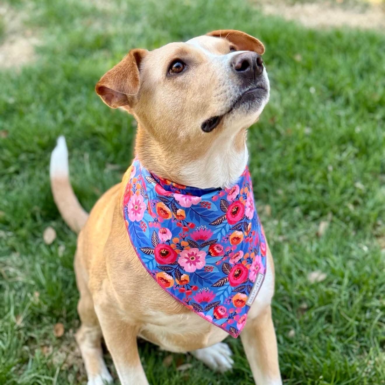 Enlarge Letty, an adopted mixed breed in Baltimore, MD image 5/6