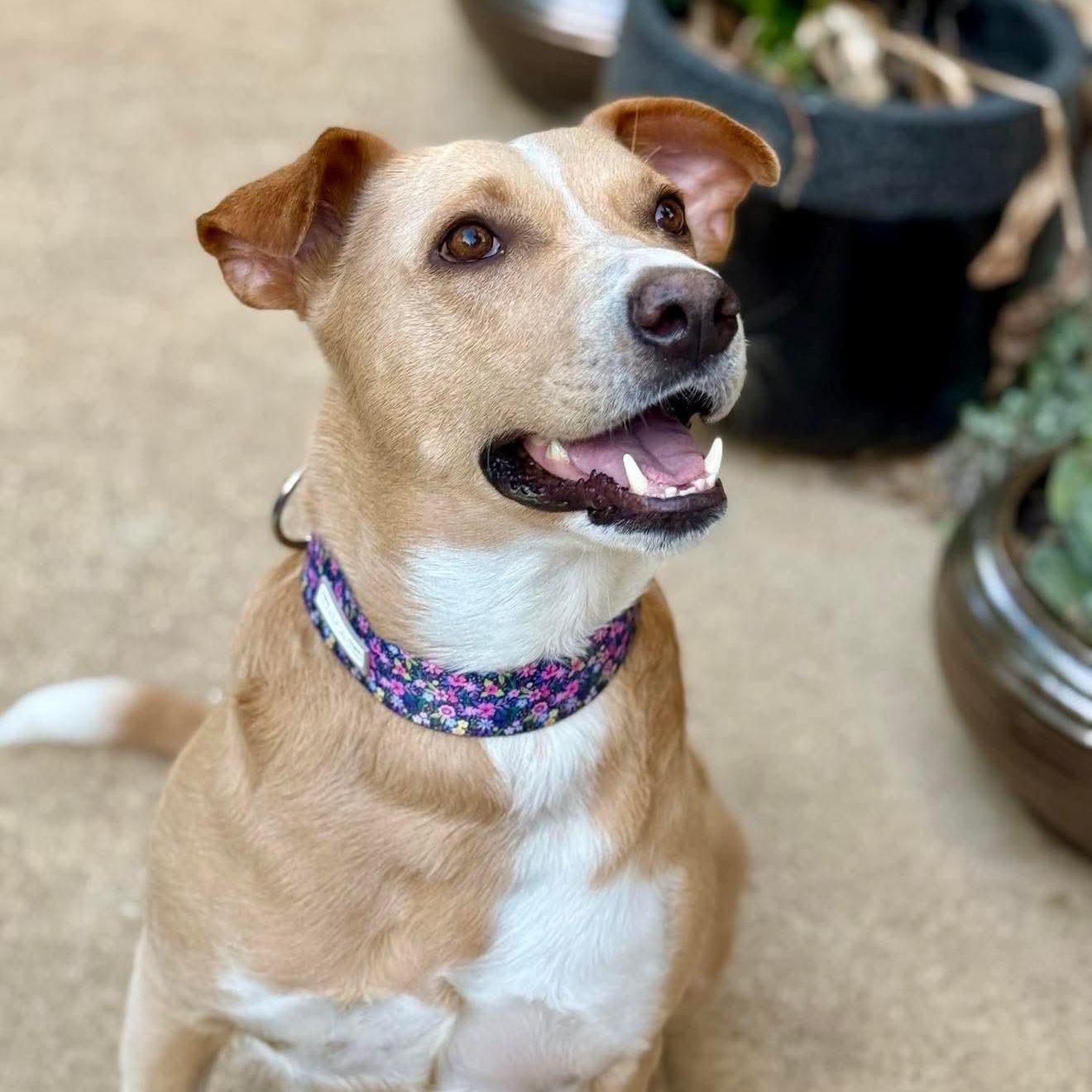 Enlarge Letty, an adopted mixed breed in Baltimore, MD image 2/6