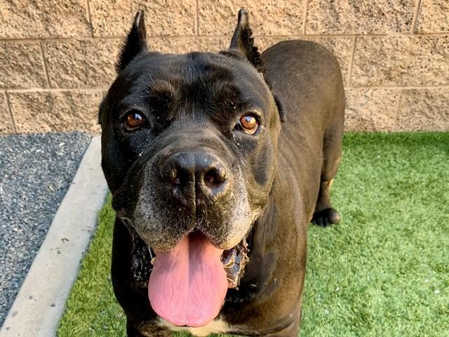 Enlarge ANDRE, a Adoptable mixed breed in Moreno Valley, CA image 1/1