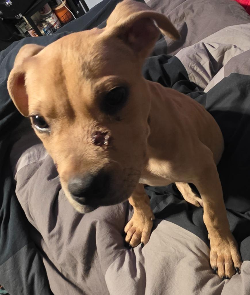 Hercules, Adoptable, Young Male Pit Bull Terrier.