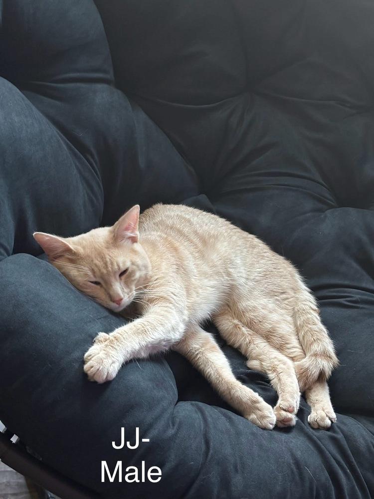 JJ (Reading Oranges), Adoptable, Kitten Male Domestic Short Hair.