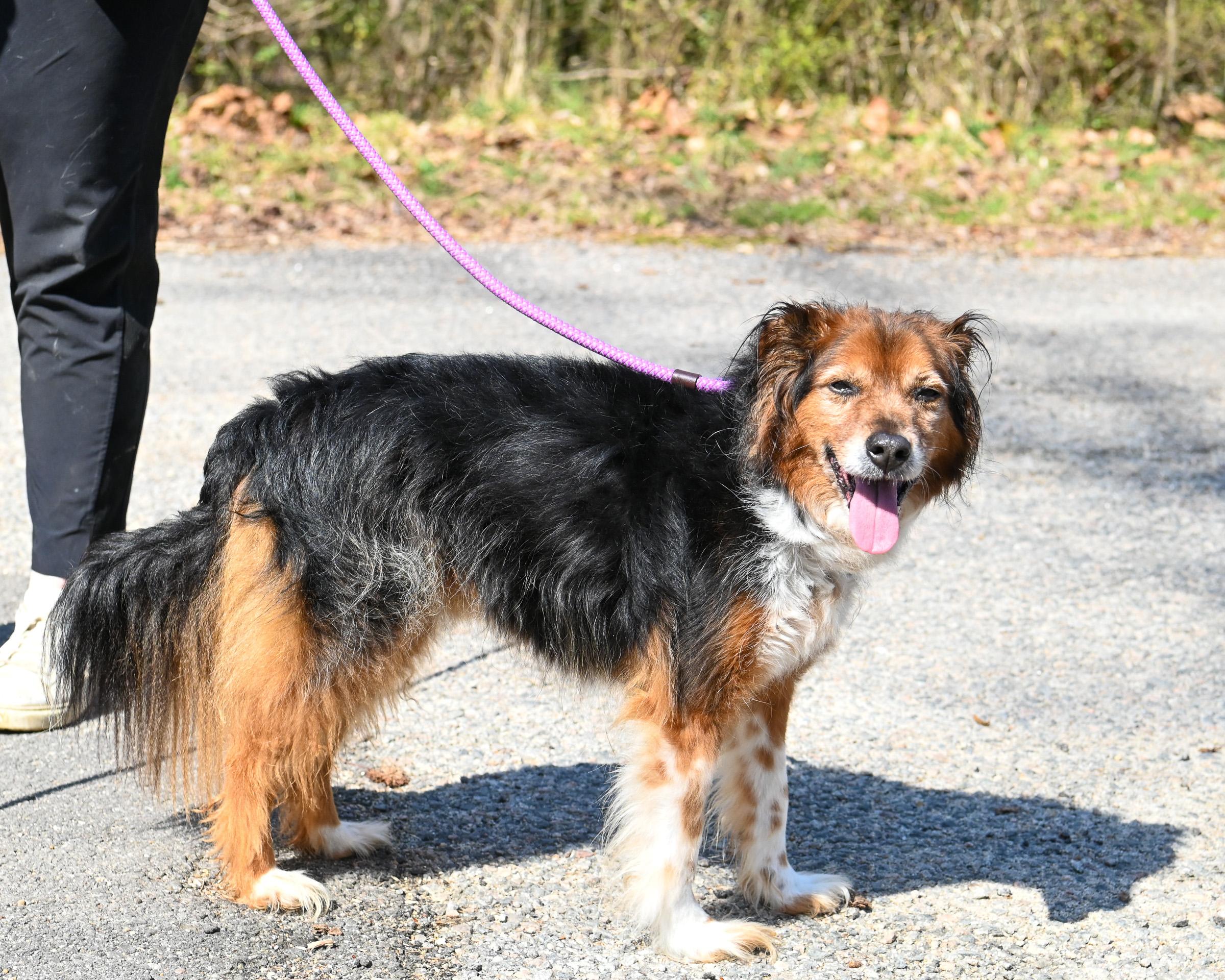 Enlarge Bernie & Benji, an adoptable Mixed Breed in Petersburg, VA image 2/6