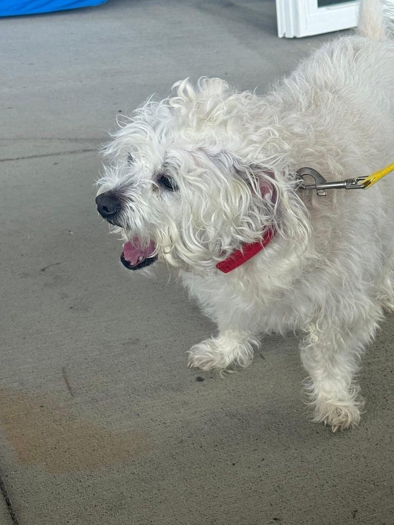 Enlarge Bernie & Benji, an adopted Mixed Breed in Petersburg, VA image 6/6