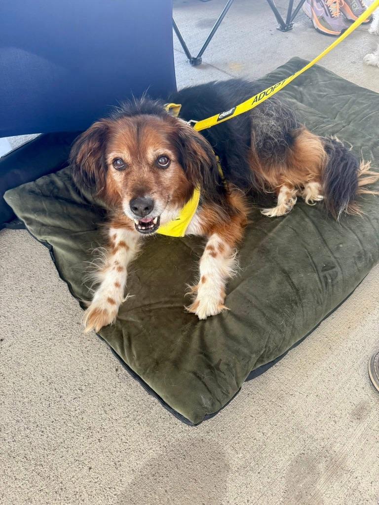Enlarge Bernie & Benji, an adopted Mixed Breed in Petersburg, VA image 4/6