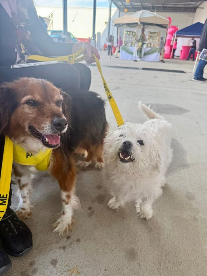 Enlarge Bernie & Benji, an adopted Mixed Breed in Petersburg, VA image 5/6
