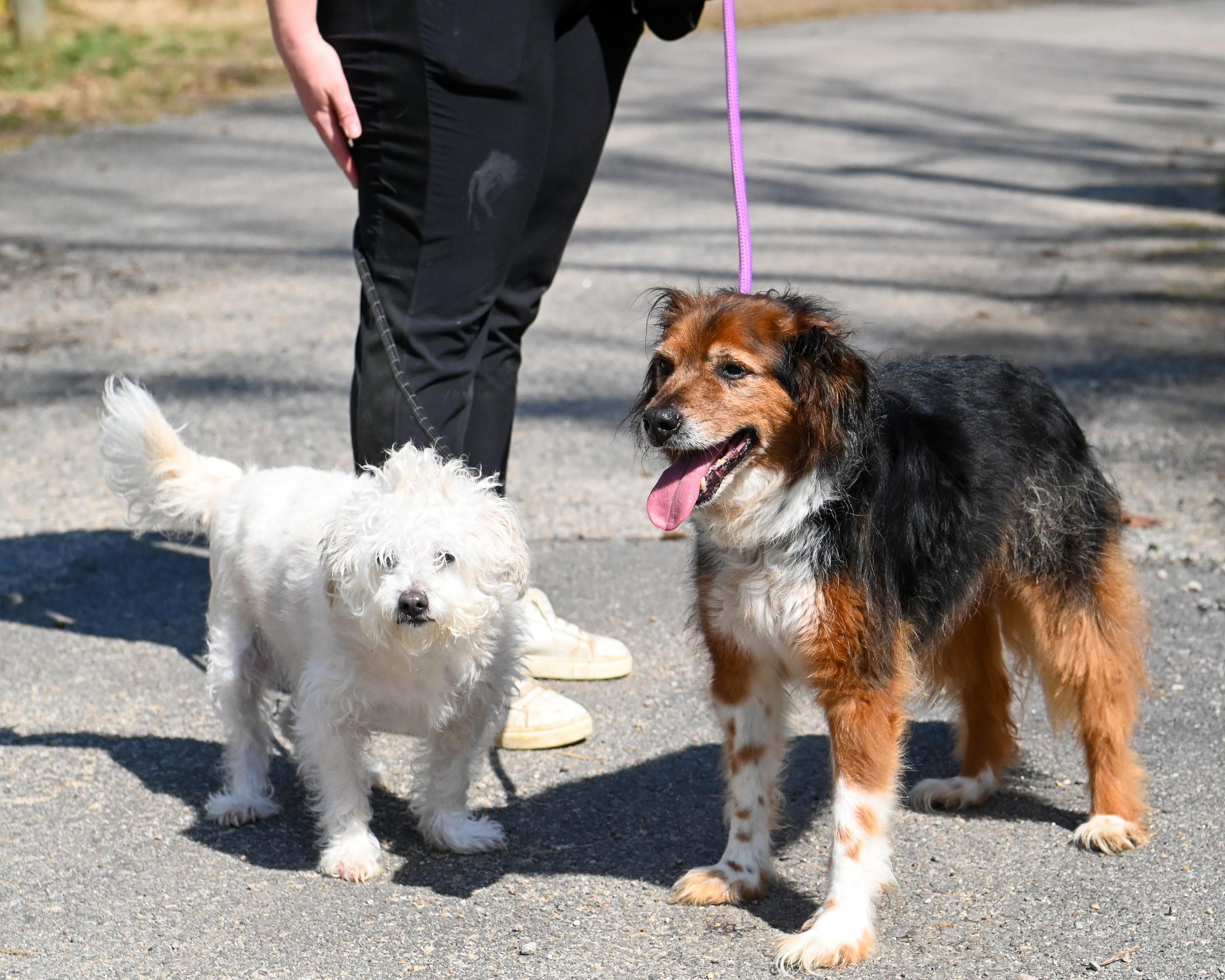 Bernie & Benji, adoptable, Senior Male Mixed Breed.