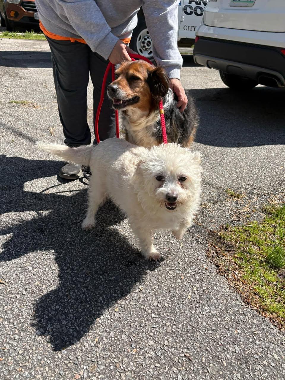 Bernie & Benji, adoptable, Senior Male Mixed Breed.