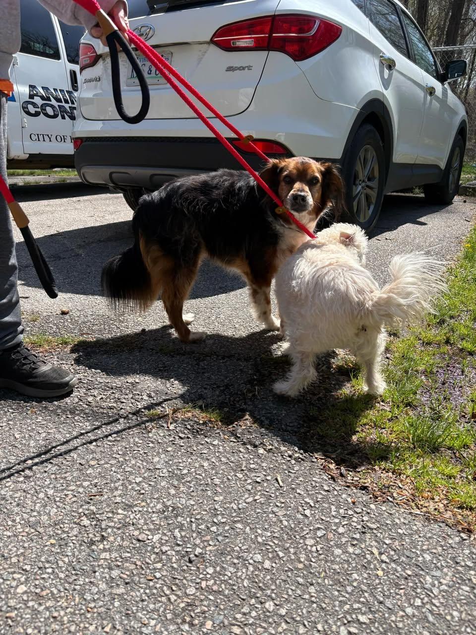 Enlarge Bernie & Benji, an adoptable Mixed Breed in Petersburg, VA image 3/3