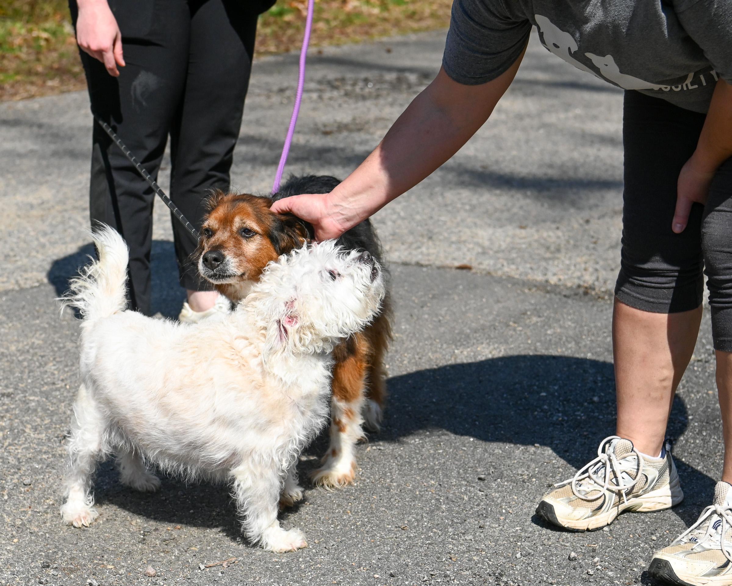 Enlarge Bernie & Benji, an adoptable Mixed Breed in Petersburg, VA image 5/6