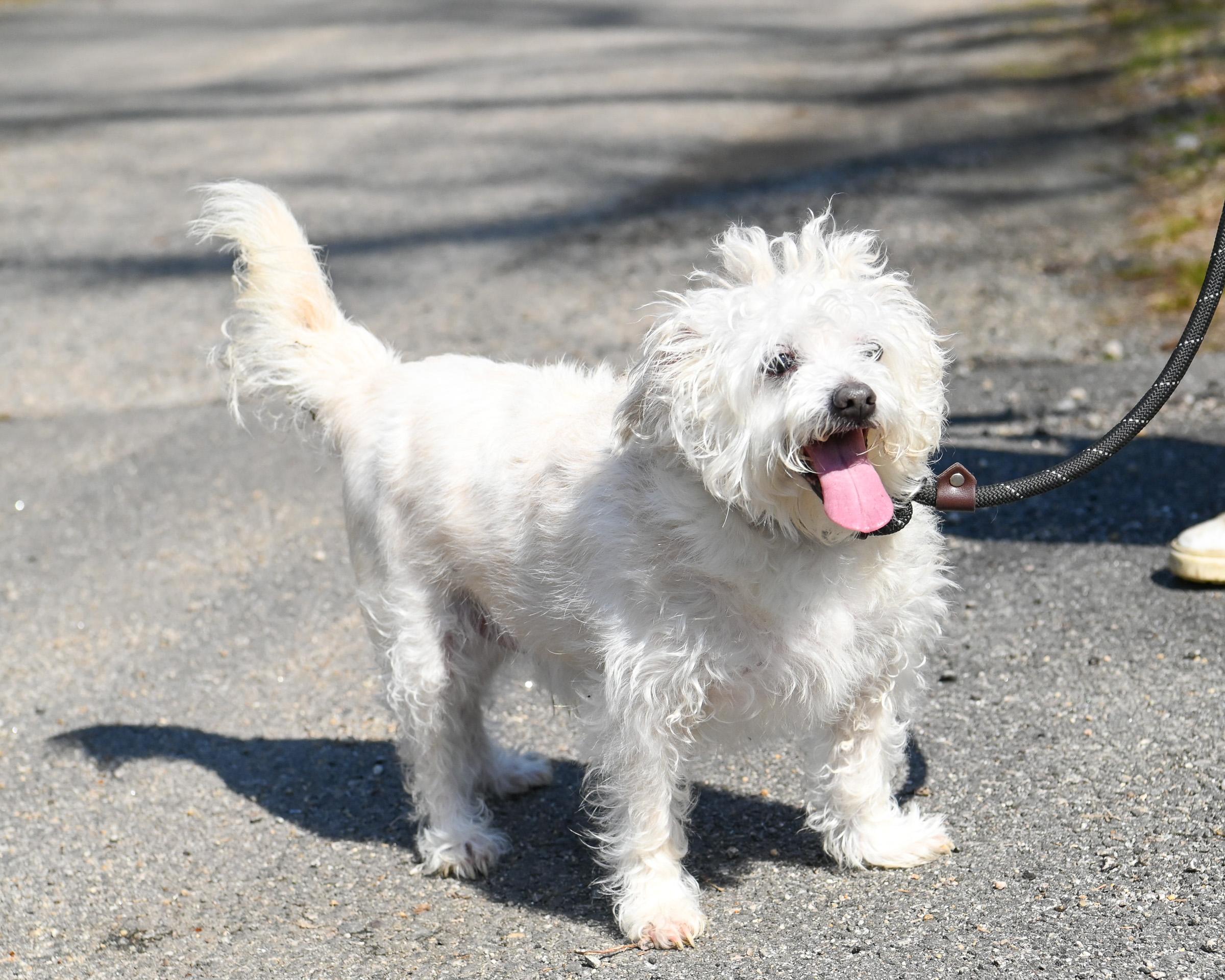 Enlarge Bernie & Benji, an adoptable Mixed Breed in Petersburg, VA image 3/6