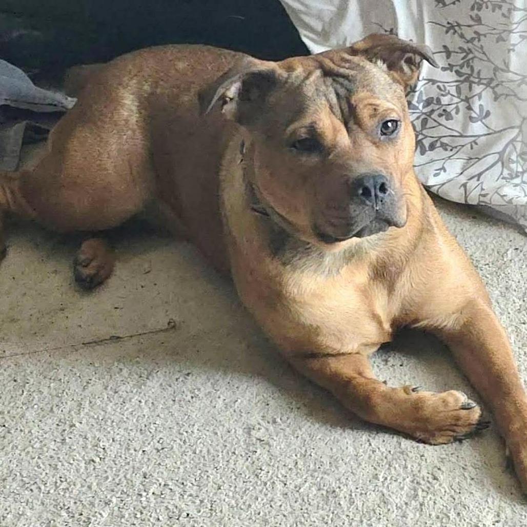 Reba, Adoptable, Young Female American Staffordshire Terrier & Mixed Breed.
